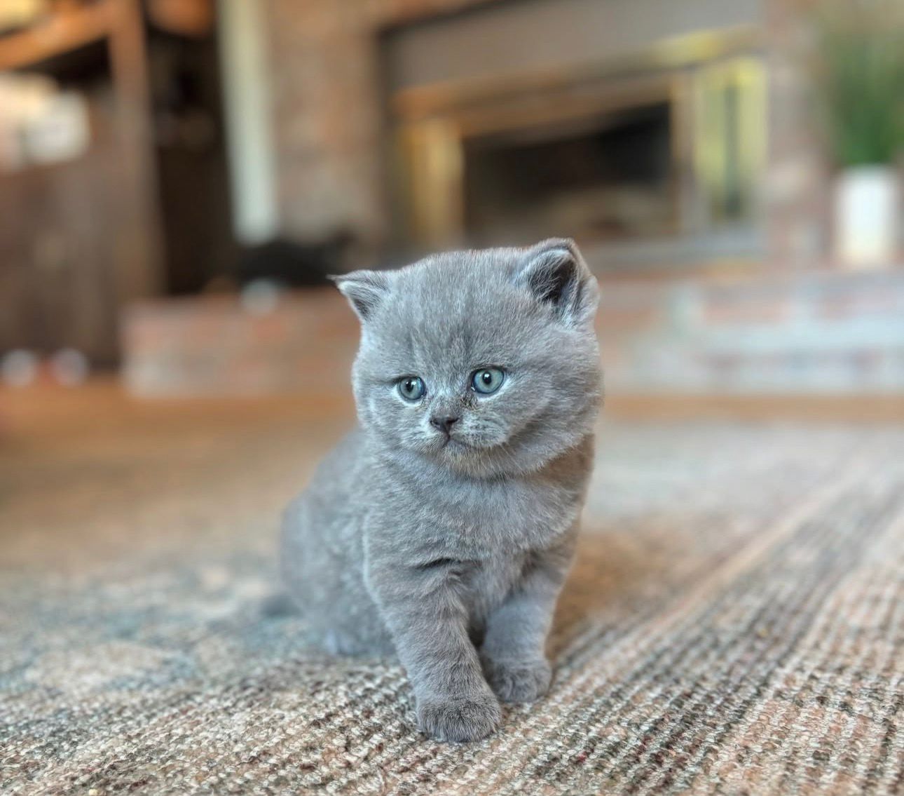 Fluffy